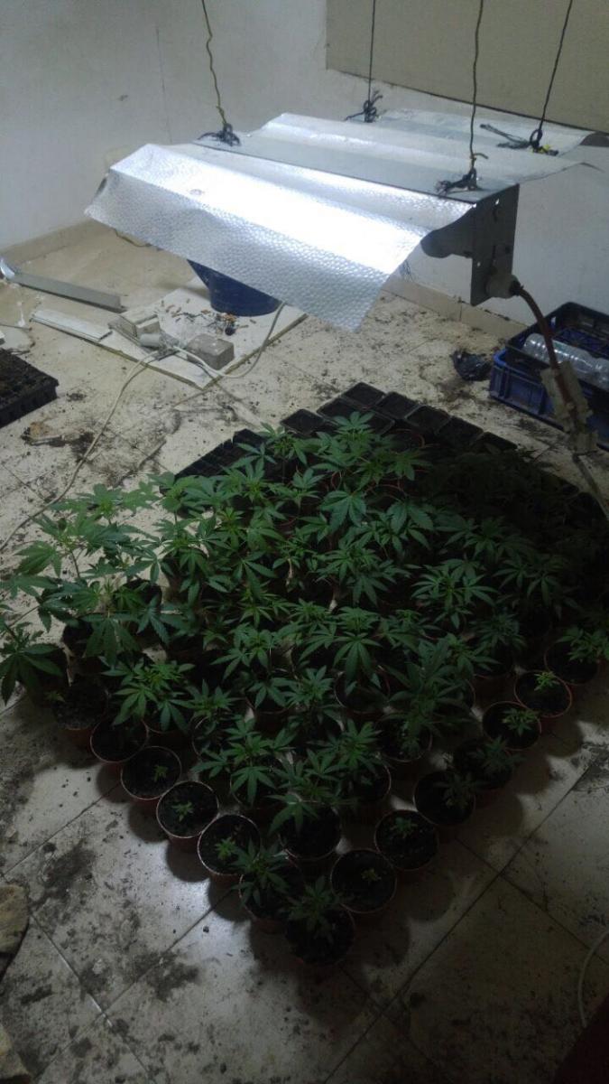 במהלך החיפושים אותרה גם משתלת קנאביס (צילום: דוברות המשטרה)